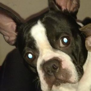 Meet your Posher, Buck